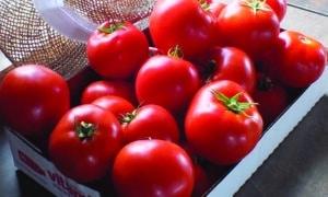 Mountain Merit Tomato (Not Treated)