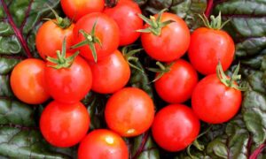 Mountain Magic Tomato (Not Treated)