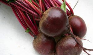 Pablo Beet (Treated Seed)