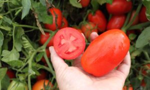 Plum Regal Tomato (Not Treated)