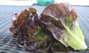 Pomegranate Crunch Lettuce (Organic)