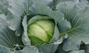 Ramada Cabbage (Not Treated)