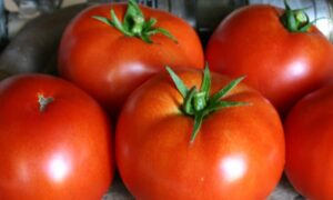 Red Bounty Tomato (Not Treated)