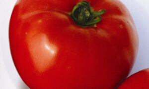 Red Defender Tomato (Non-Treated Seed)