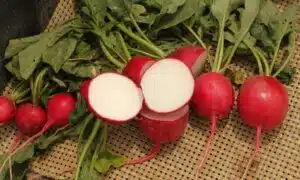 Red Pearl Radish (Not Treated)