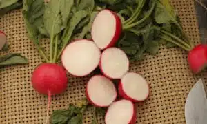 Rochas Radish (Treated Seed)