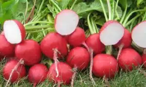 Roxanne Radish (Treated Seed)