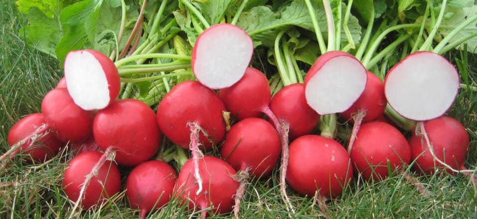 Roxanne Radish (Treated Seed)