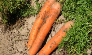 Scarlet Nantes Carrot (Not Treated)