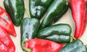 Sequoia Poblano Pepper (Primed)