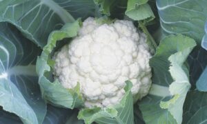 Steady Cauliflower (Not Treated)