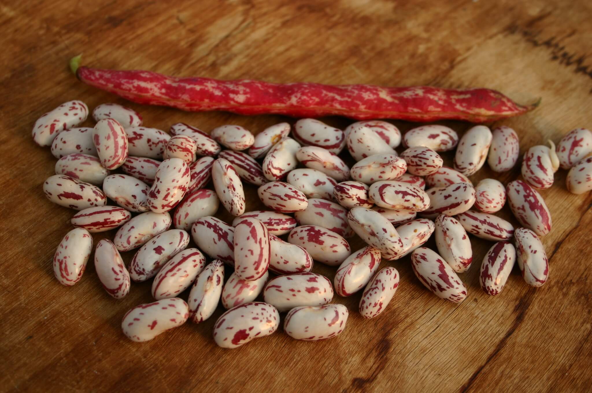 Supremo Plus Horticultural Bean (Not Treated)