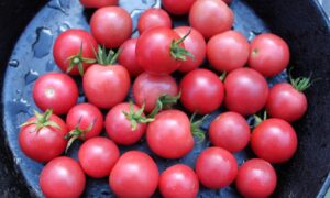 Sweet Treats Tomato (Not Treated)