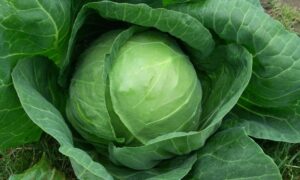 Tiara Cabbage (Not Treated)