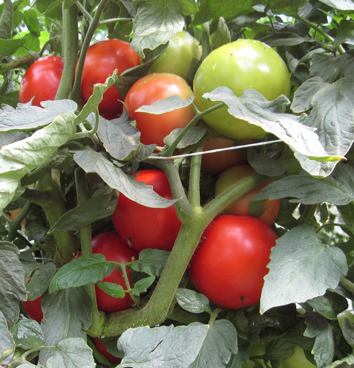 Tonopah Tomato (Treated Seed) - Image 2