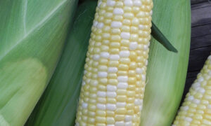 Utopia Sweet Corn (Cruiser Treated)