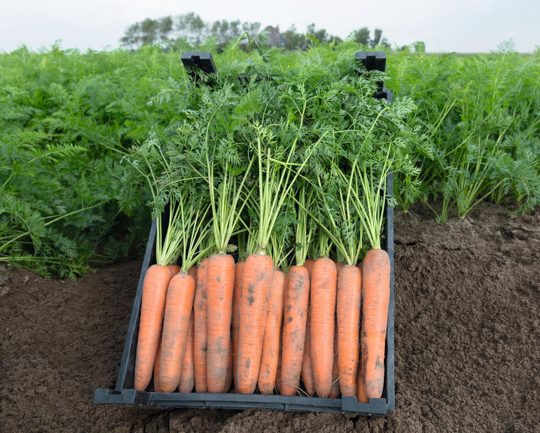 Blanes Carrot (Treated Seed)
