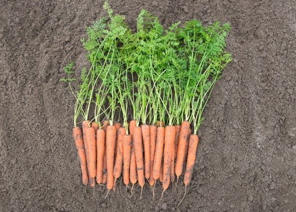 Blanes Carrot (Treated Seed) - Image 2