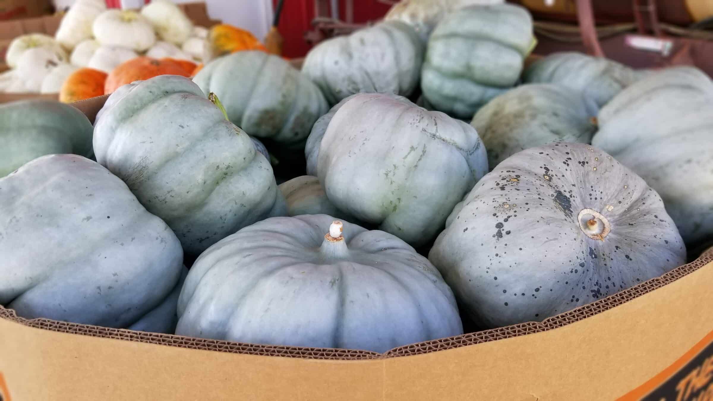 Blue Doll Pumpkin (Farmore) | Seedway