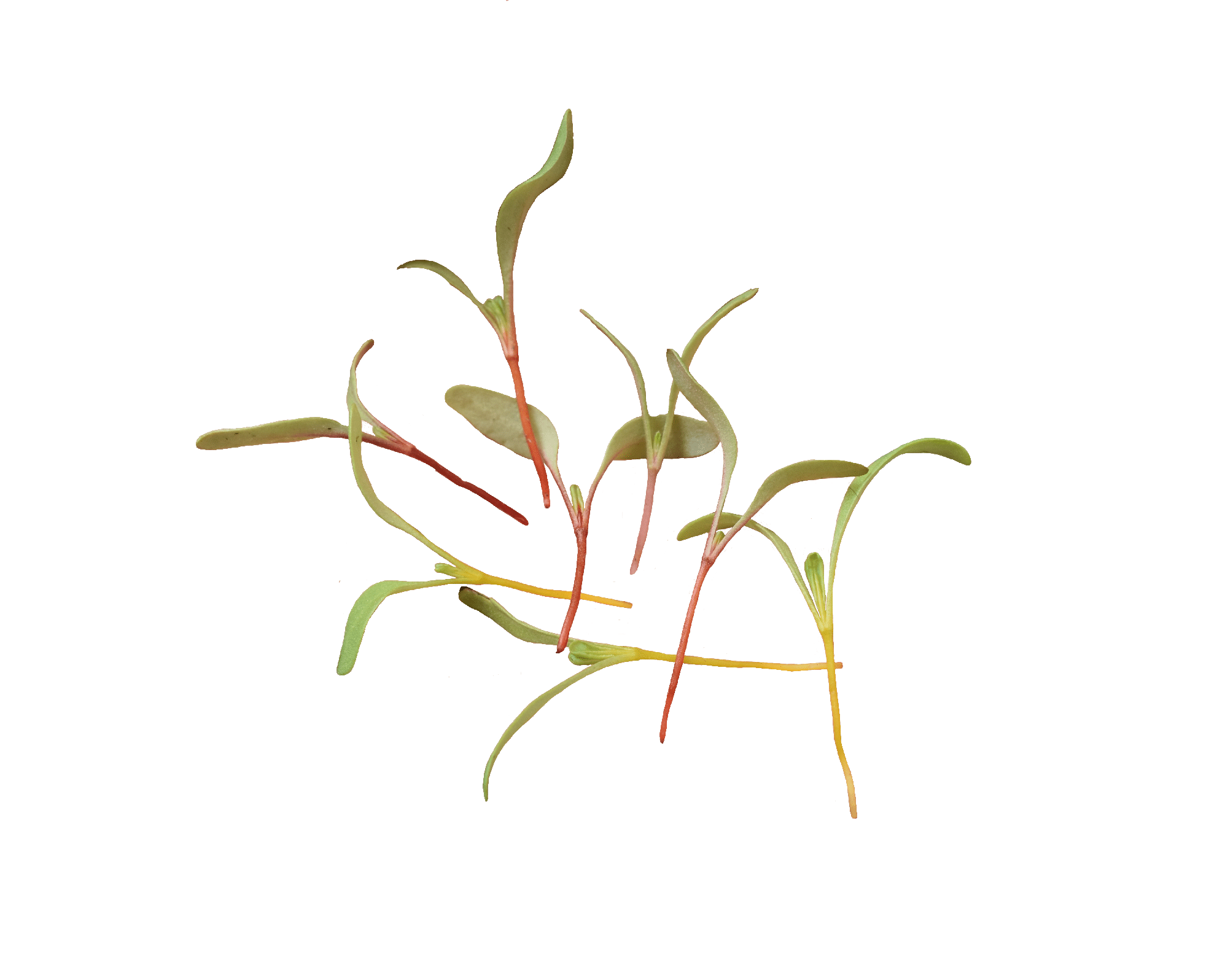 Celebration Swiss Chard (Treated Seed) - Image 2