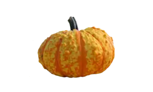 Warty Gnome Pumpkin (Farmore)