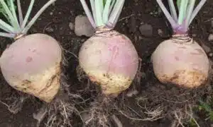 Helenor Rutabaga (Organic)
