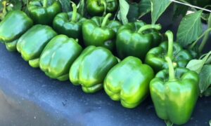 Labelle Bell Pepper (Not Treated)