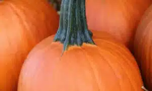 Little Giant Pumpkin (Not Treated)