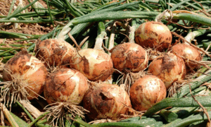 Macon Onion (Treated Seed)