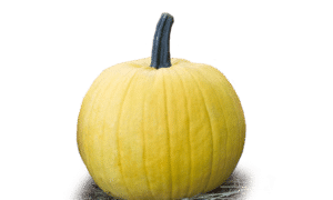 Mellow Yellow Pumpkin (Farmore)