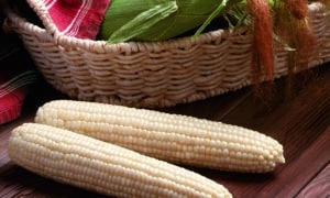 Milky Way Sweet Corn (Attribute) (Cruiser Treated)