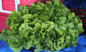 Olmos Escarole (Not Treated)