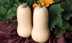 Quantum Squash (Farmore)