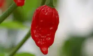 Red Lava Ghost Pepper (Not Treated)