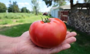 Sunfresh Tomato (Not Treated)