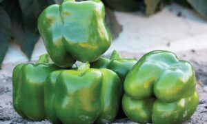 Skyhawk Bell Pepper (Not Treated)