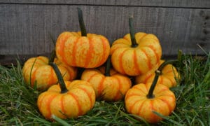 Spark Pumpkin (Treated Seed)