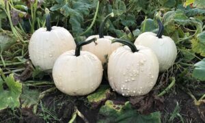 Specter Pumpkin (Farmore)