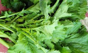 Spring Rapini Broccoli Raab (Not Treated)