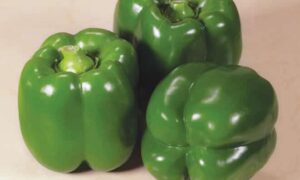 Standout Bell Pepper (Not Treated)