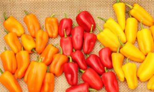 Sweetie TZ Sweet Pepper Mix (Not Treated)