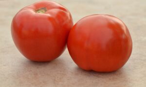 Roadster Tomato (Not Treated)