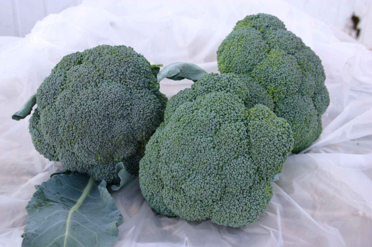 Gypsy Broccoli (Not Treated) | Seedway