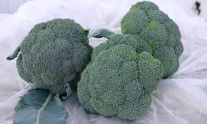 Gypsy Broccoli (Not Treated)