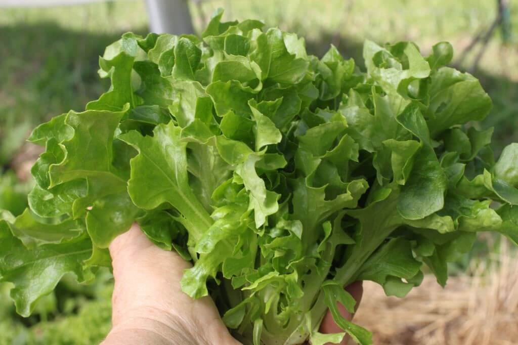 Hampton Eazyleaf Lettuce (Primed Pelleted Organic)