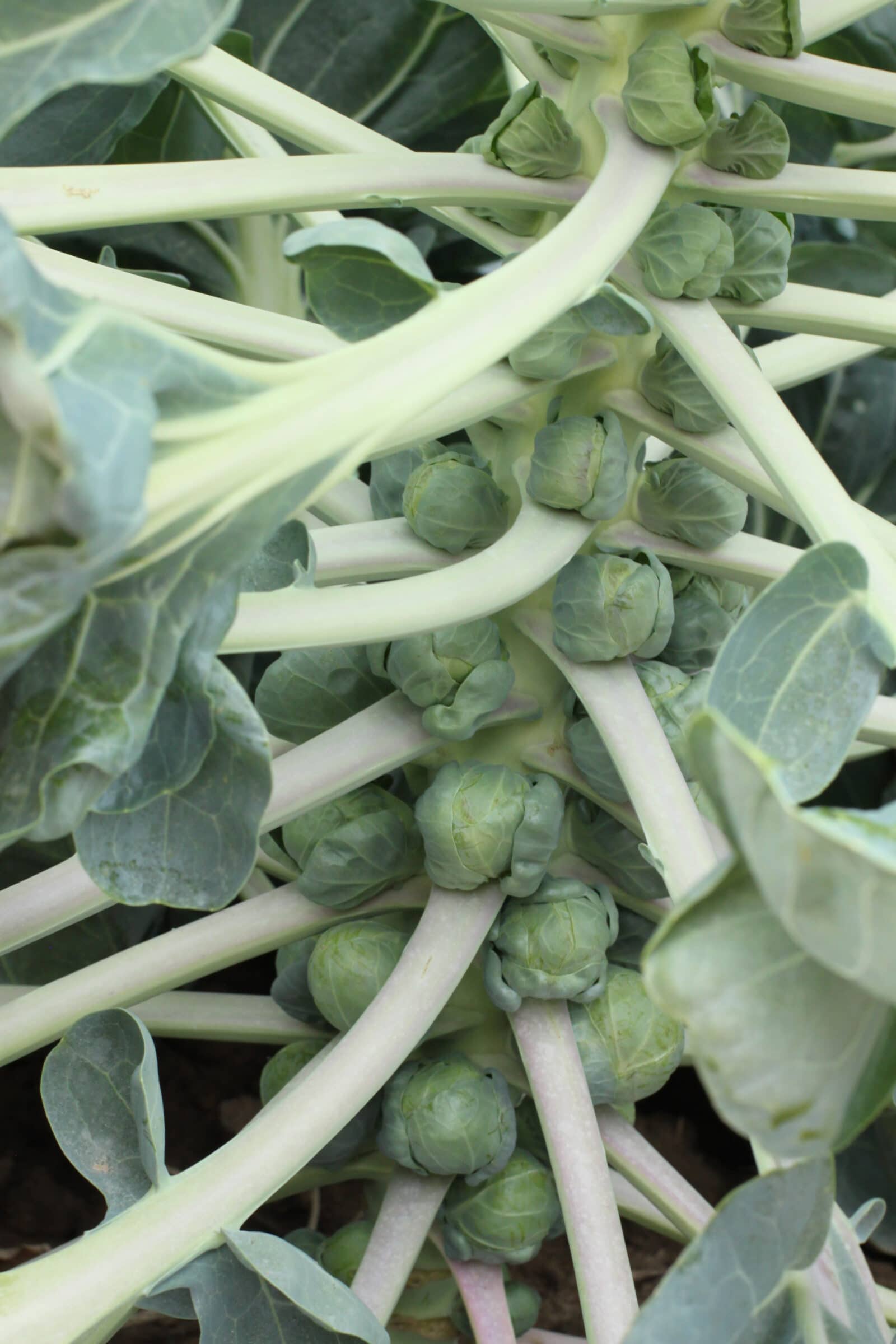 Marte Brussels Sprouts (Not Treated) - Image 2