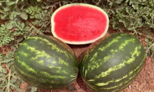 Guardsman Watermelon (Not Treated)