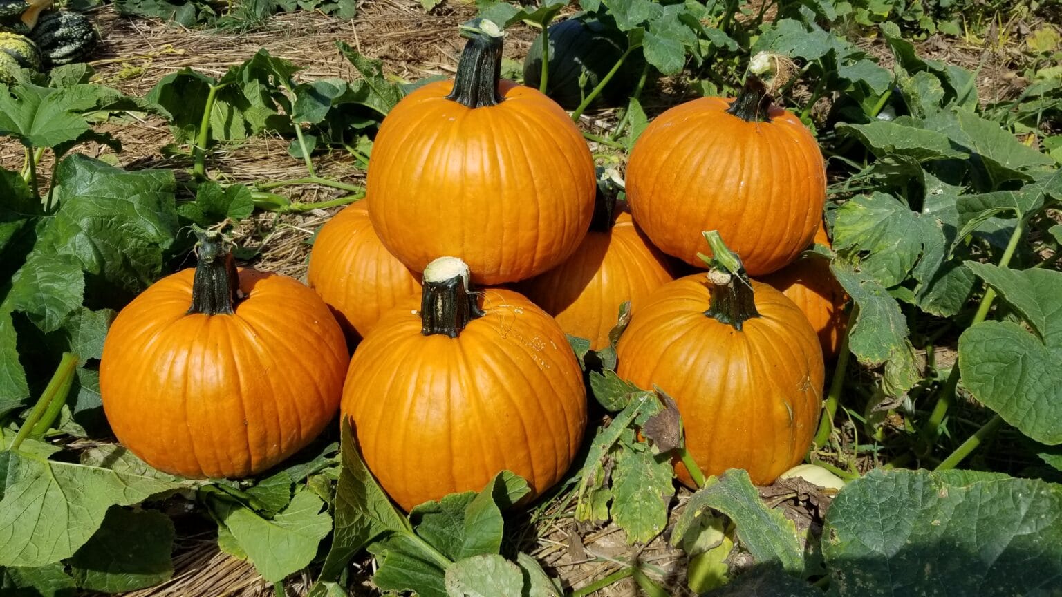 Spartacus Pumpkin Farmore Seedway