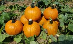 Spartacus Pumpkin (Farmore)