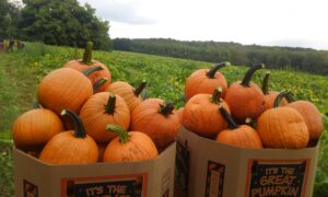 Sweet Baby Jane Pumpkin (Farmore)